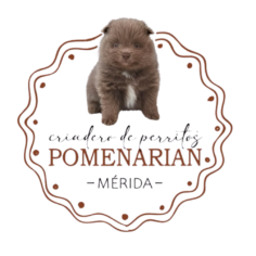 Pomeranian Merida