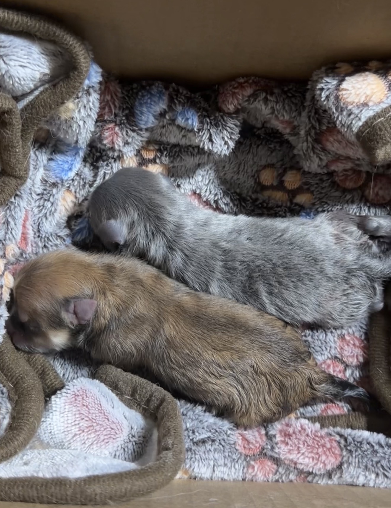 Camada de Chachi y Tuxedo ($50,000-65,000) - Imagen 2