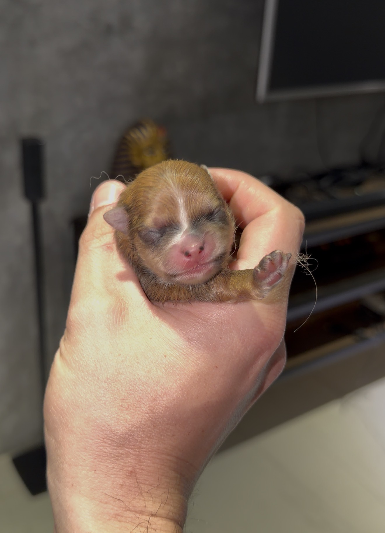 Camada de Chachi y Tuxedo ($50,000-65,000) - Imagen 3