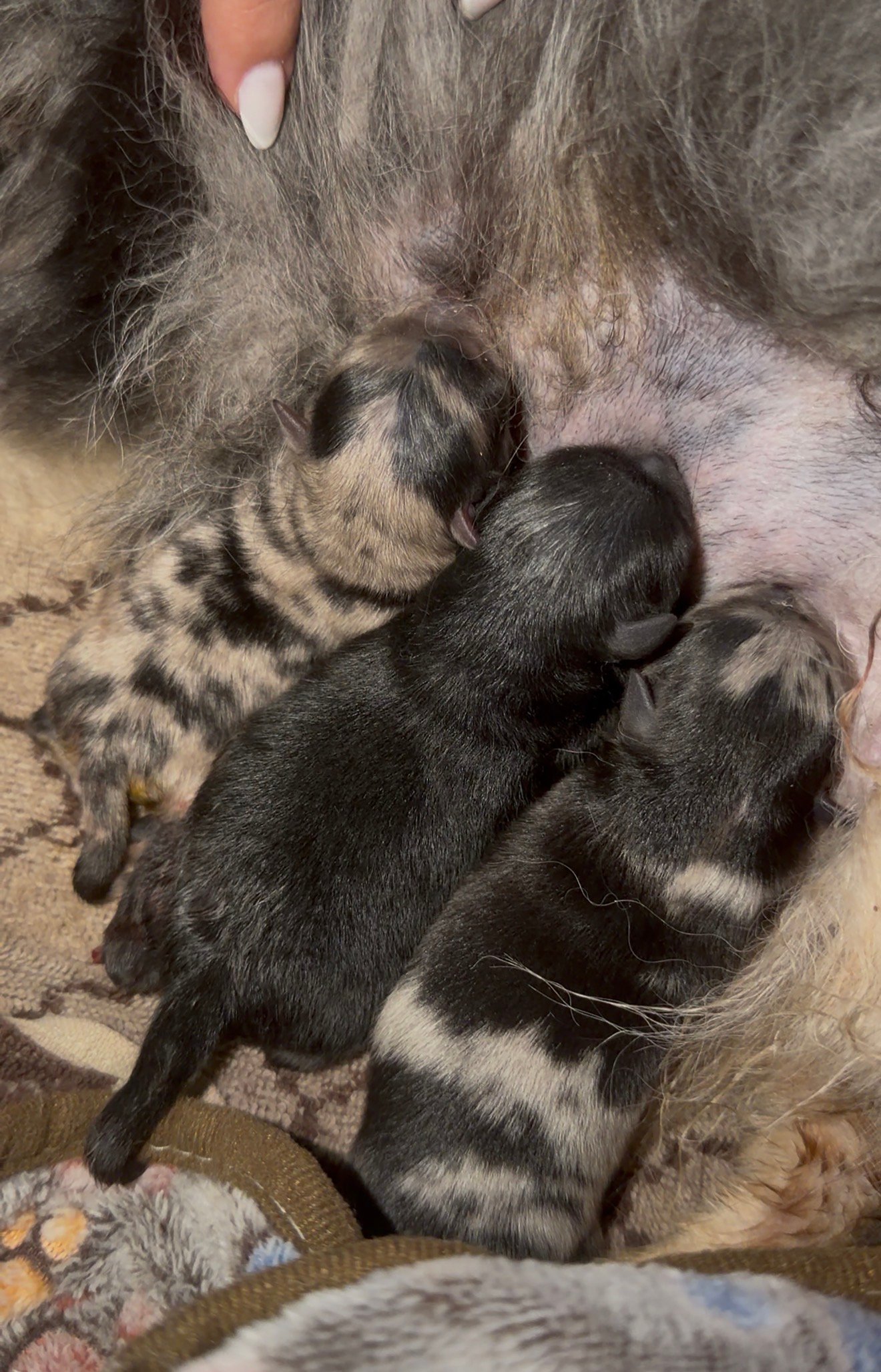 Camada de Cookie y Tuxedo ($40,000-$65,000) - Imagen 4